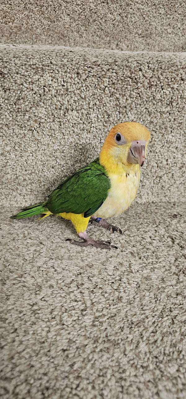 white-bellied-caique-for-sale