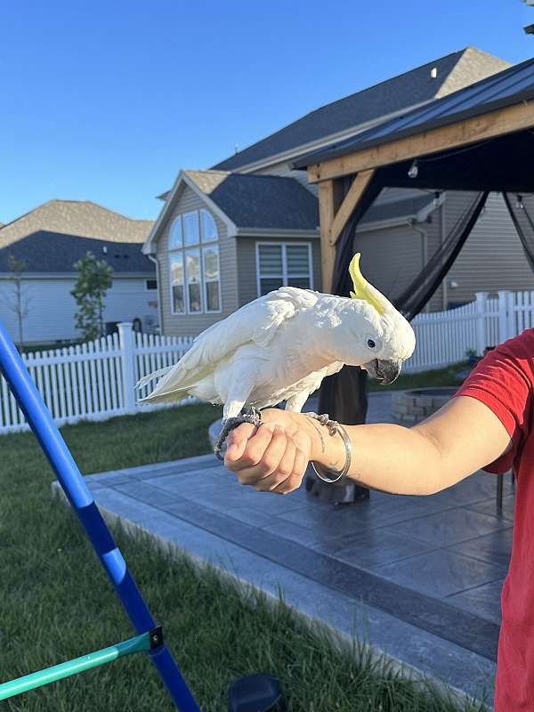 cockatoo-for-sale-in-tipp-city-oh
