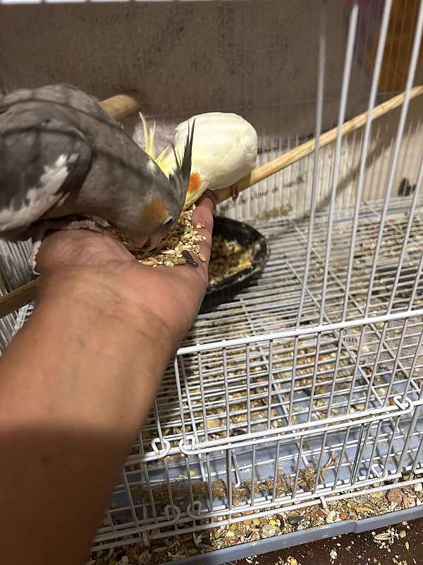 cockatiel-for-sale