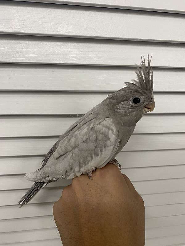 baby-bird-for-sale-in-clarksburg-md