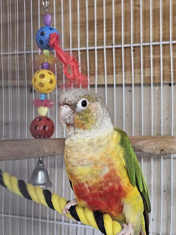 green-cheek-conure-for-sale-in-newhall-ca