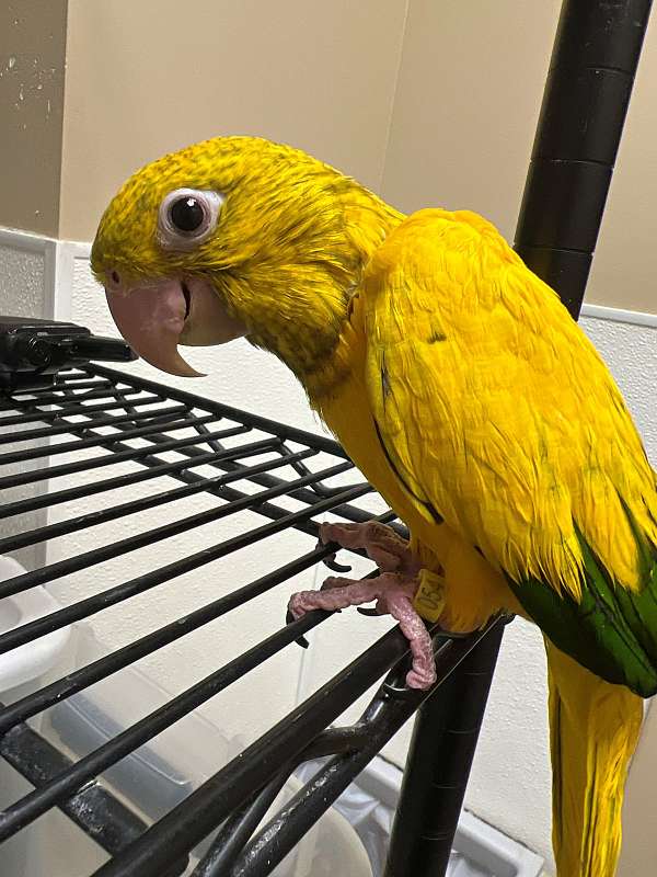 mixed-golden-conure-for-sale