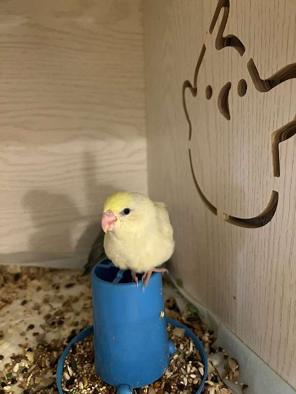 parrotlet-for-sale