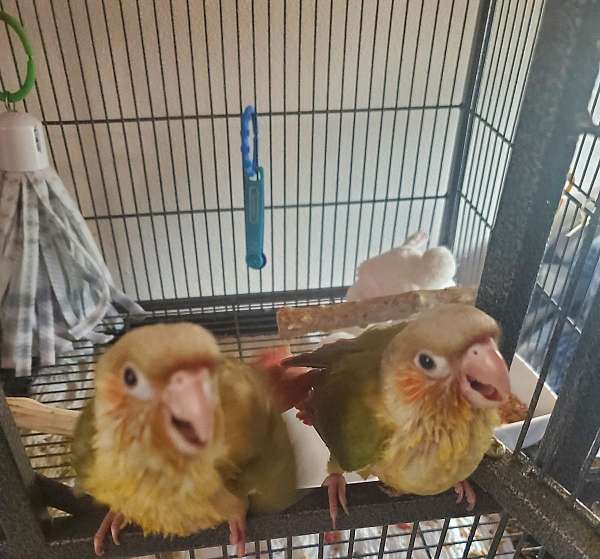 cinnamon-green-bird-for-sale-in-universal-city-tx