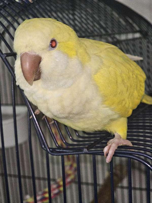 parrot-for-sale-in-elsie-mi