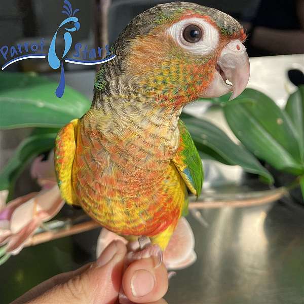 green-cheek-conure-for-sale