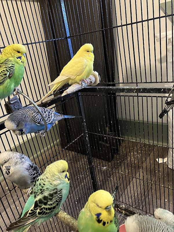 budgerigar-parakeet-for-sale-in-congerville-il