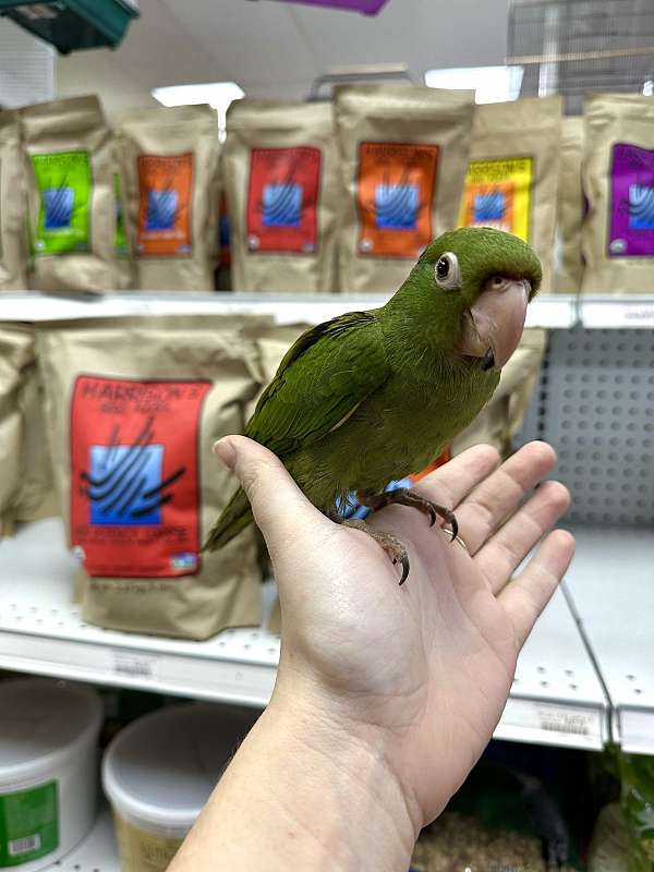 cherry-head-conure-for-sale-in-st-petersburg-fl