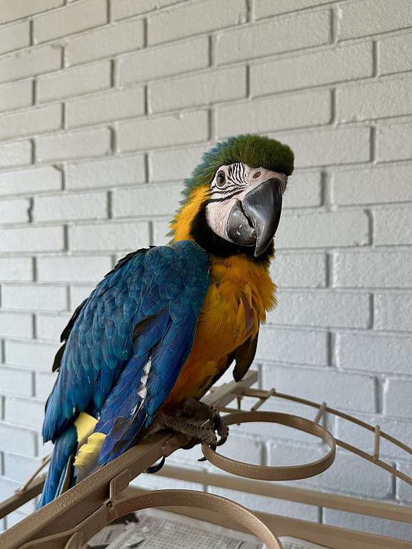 blue-gold-macaw-for-sale