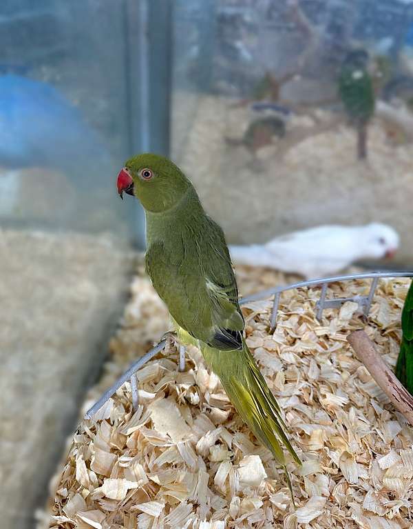ringneck-parakeet-for-sale-in-st-petersburg-fl