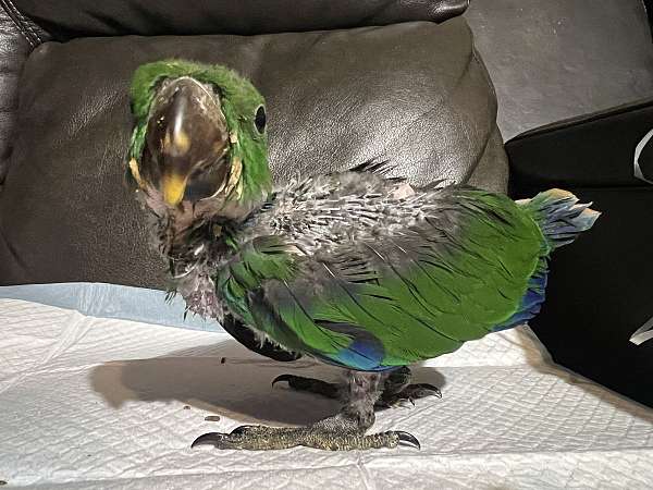 eclectus-parrots-for-sale-in-premont-tx