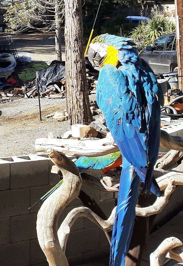 blue-yellow-bird-for-sale-in-el-dorado-hills-ca
