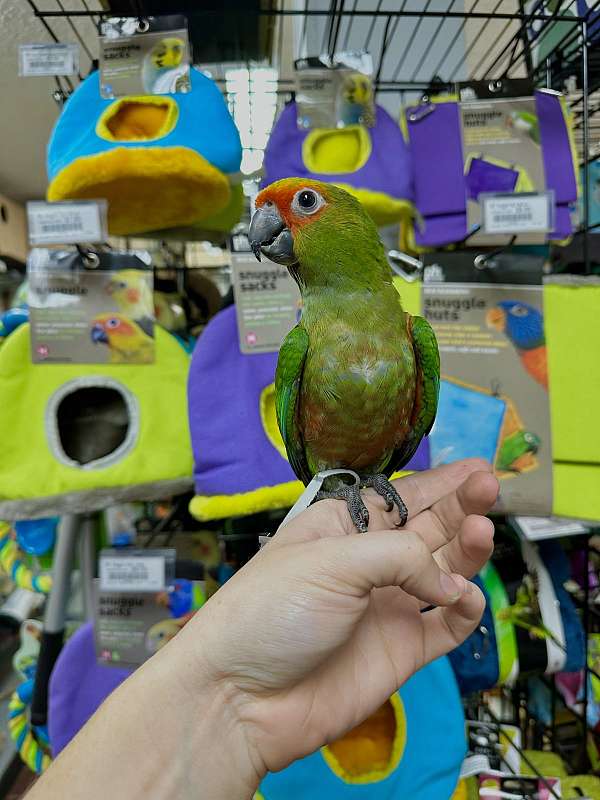 tame-gold-capped-conure-for-sale