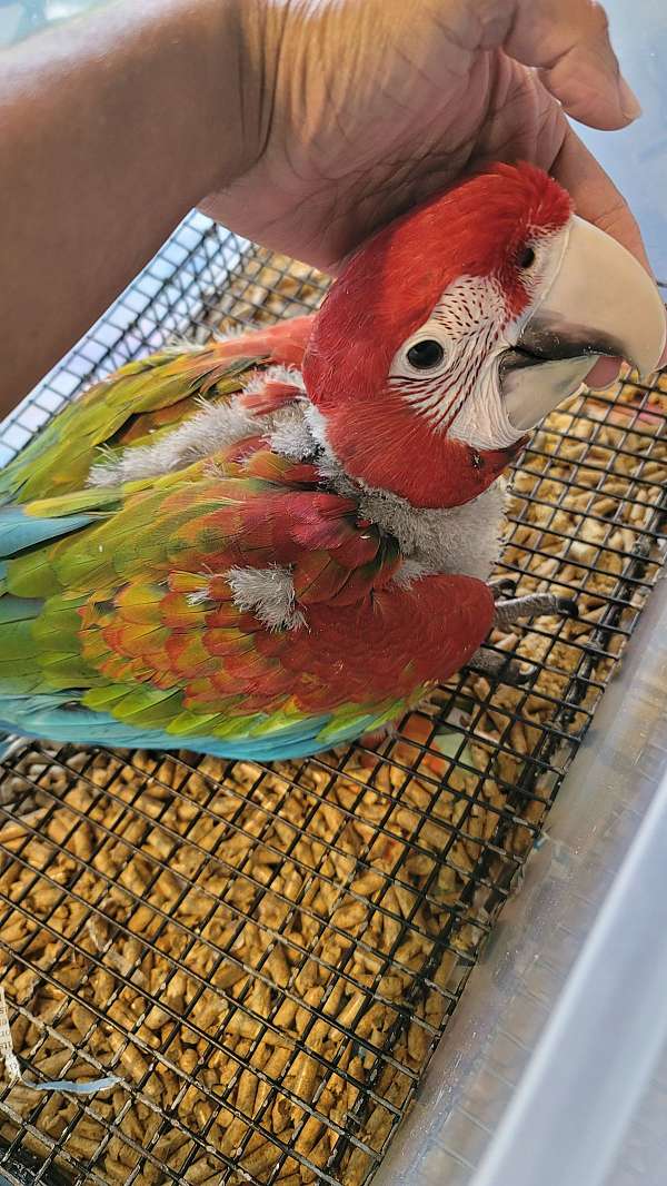 hybrid-macaw-for-sale-in-dade-city-fl