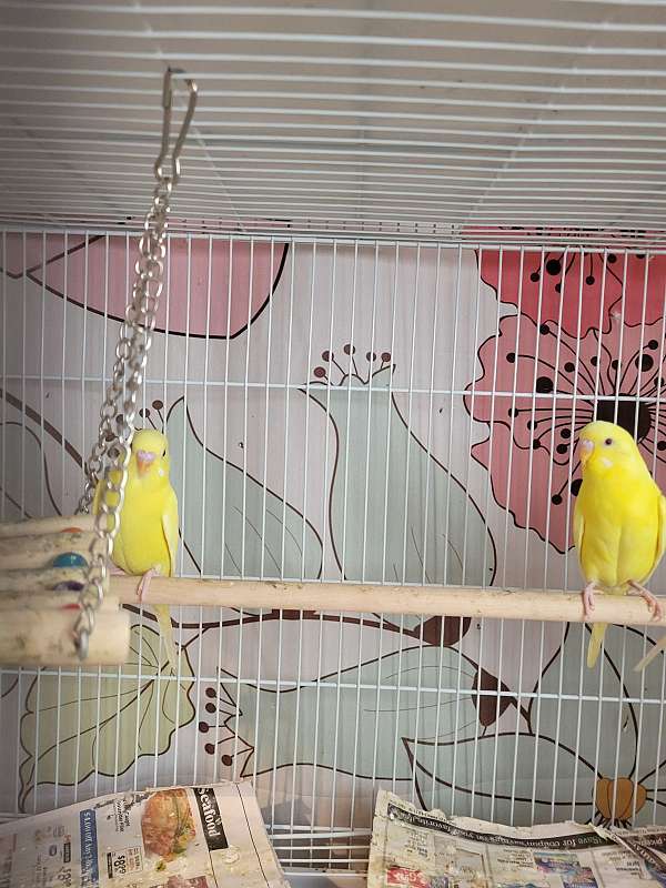 budgerigar-parakeet-for-sale-in-east-greenbush-ny