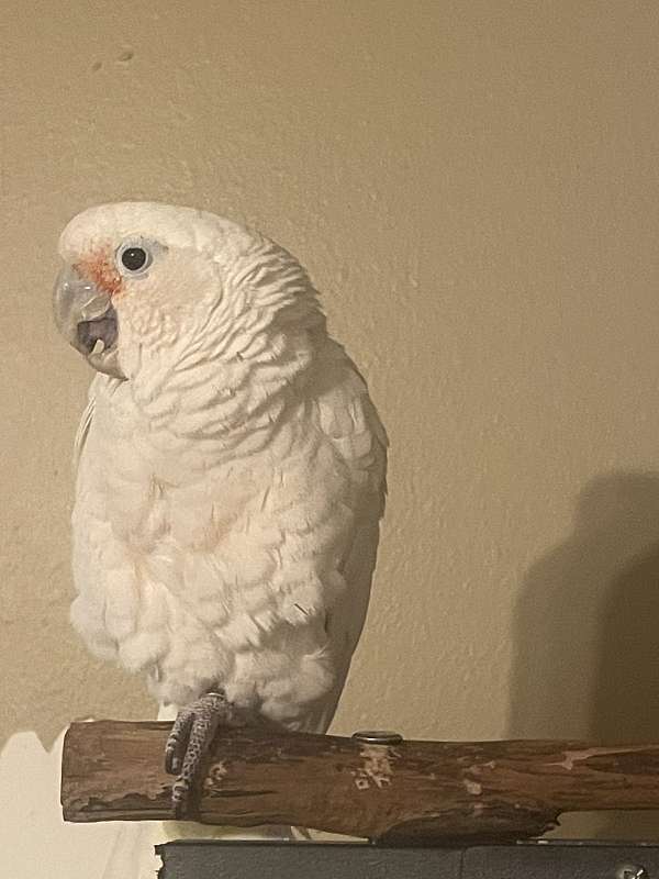cockatoo-for-sale-in-greenwell-springs-la