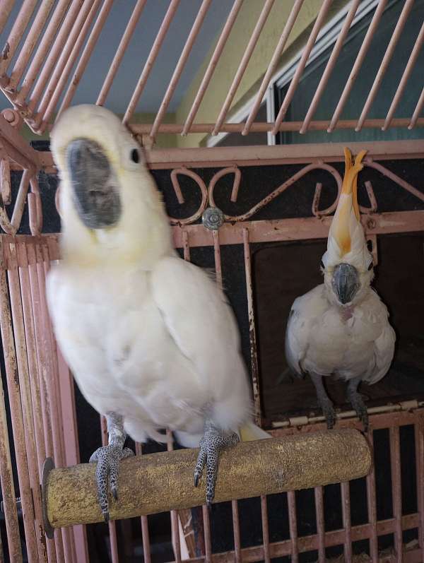 bonded-pair-citron-crested-cockatoo-for-sale