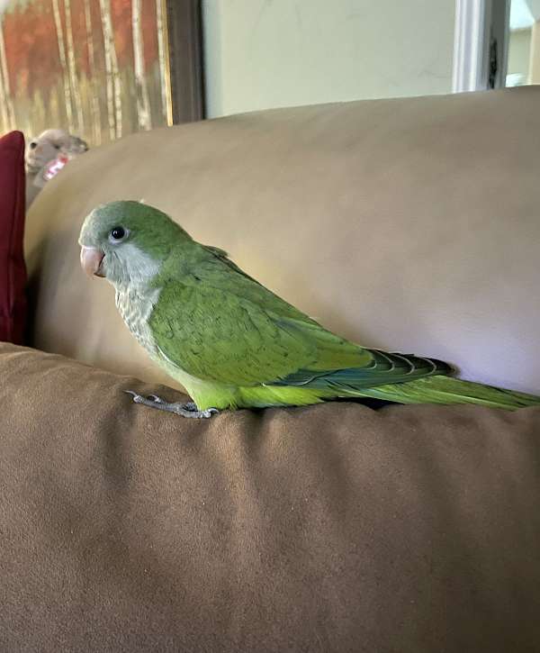 male-female-bird-for-sale-in-spring-tx