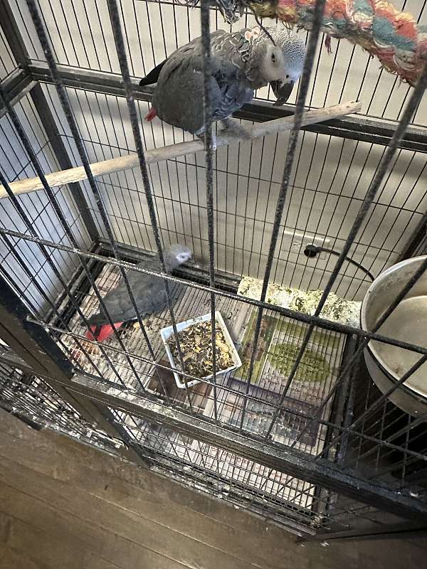 african-grey-parrot-for-sale-in-franklin-park-il