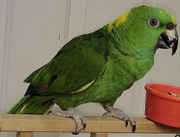 yellow-naped-amazon-parrot-for-sale-in-lincolnton-nc