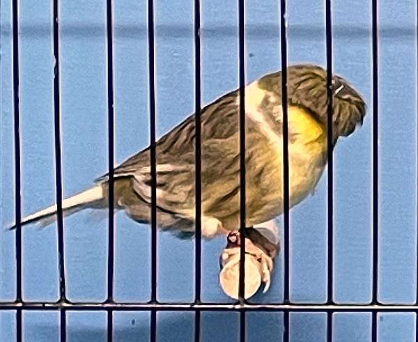 canary-for-sale