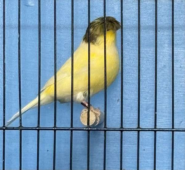 canary-for-sale