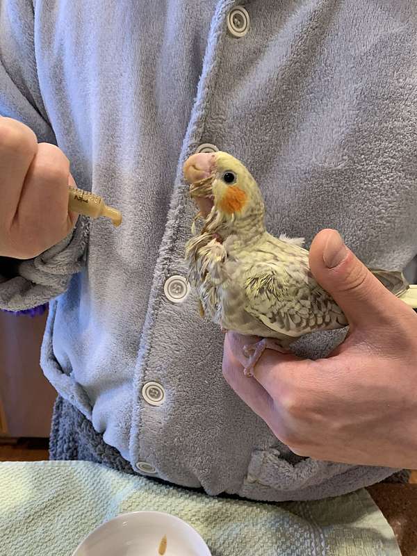 handfed-tame-bird-for-sale-in-maryland