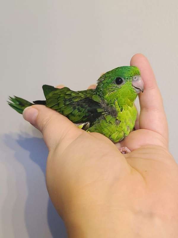 lineolated-parakeet-for-sale-in-maple-grove-mn