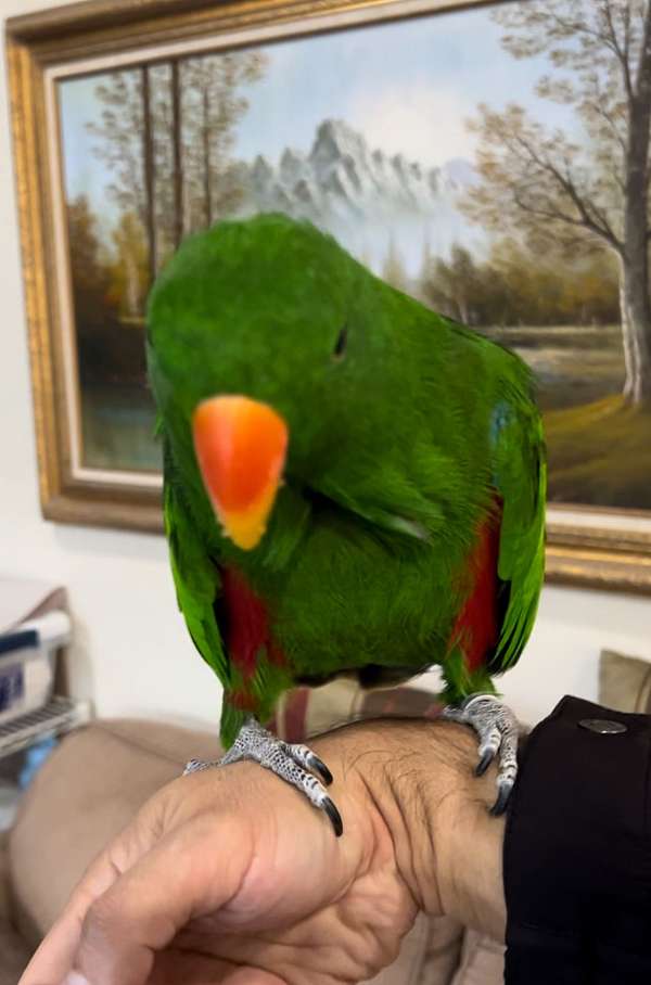 solomon-island-eclectus-parrots-for-sale-in-columbia-md