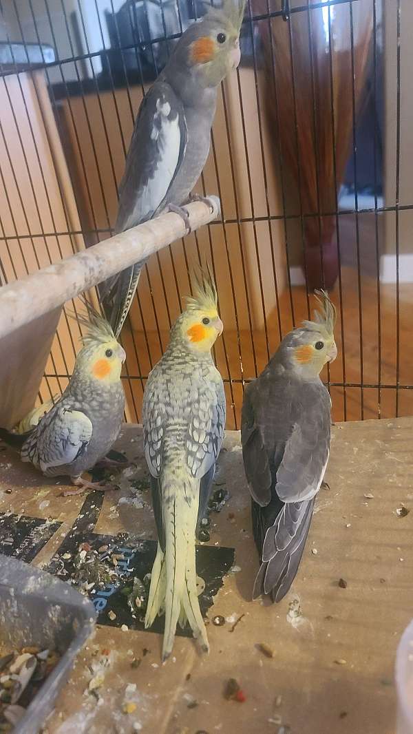 baby-young-bird-for-sale-in-plainfield-il