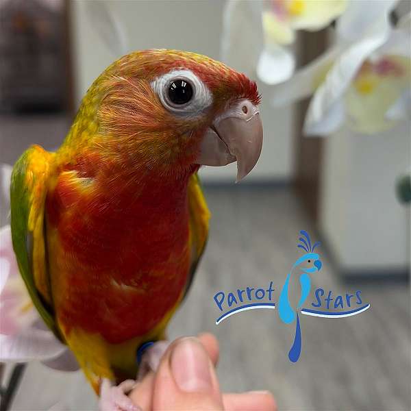 green-cheek-conure-for-sale