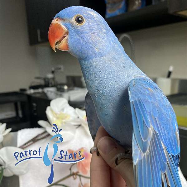 ringneck-parakeet-for-sale