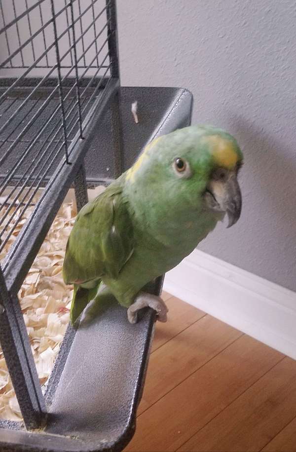 amazon-parrot-for-sale-in-dexter-mo