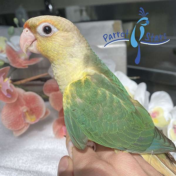 green-cheek-conure-for-sale