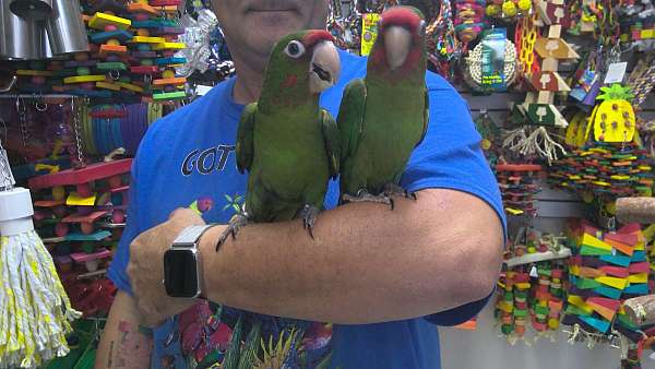 pet-mitred-conure-for-sale
