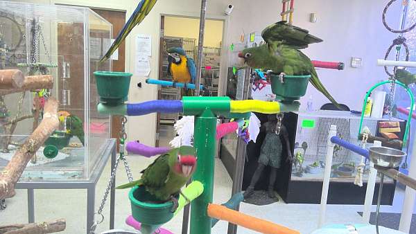 playful-mitred-conure-for-sale