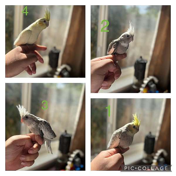 red-yellow-cockatiel-for-sale