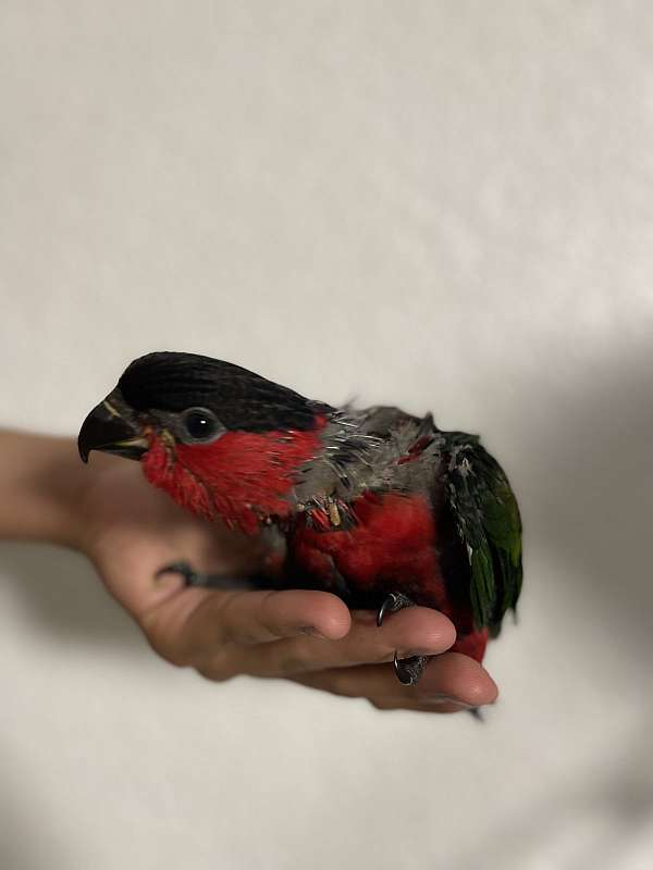 black-rose-black-capped-lory-for-sale