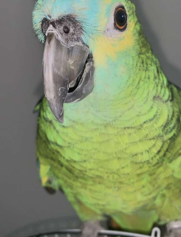 amazon-parrot-for-sale-in-jackson-ms