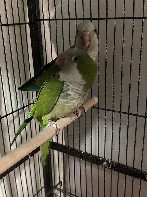 quaker-parrots-for-sale-in-houston-mo