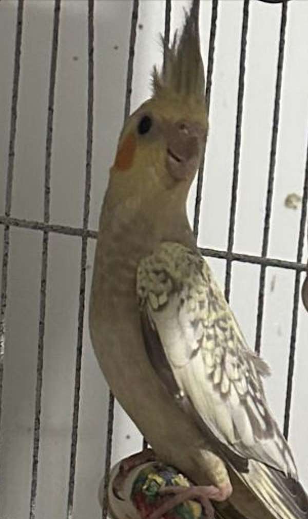 pearl-yellow-bird-for-sale-in-maryland