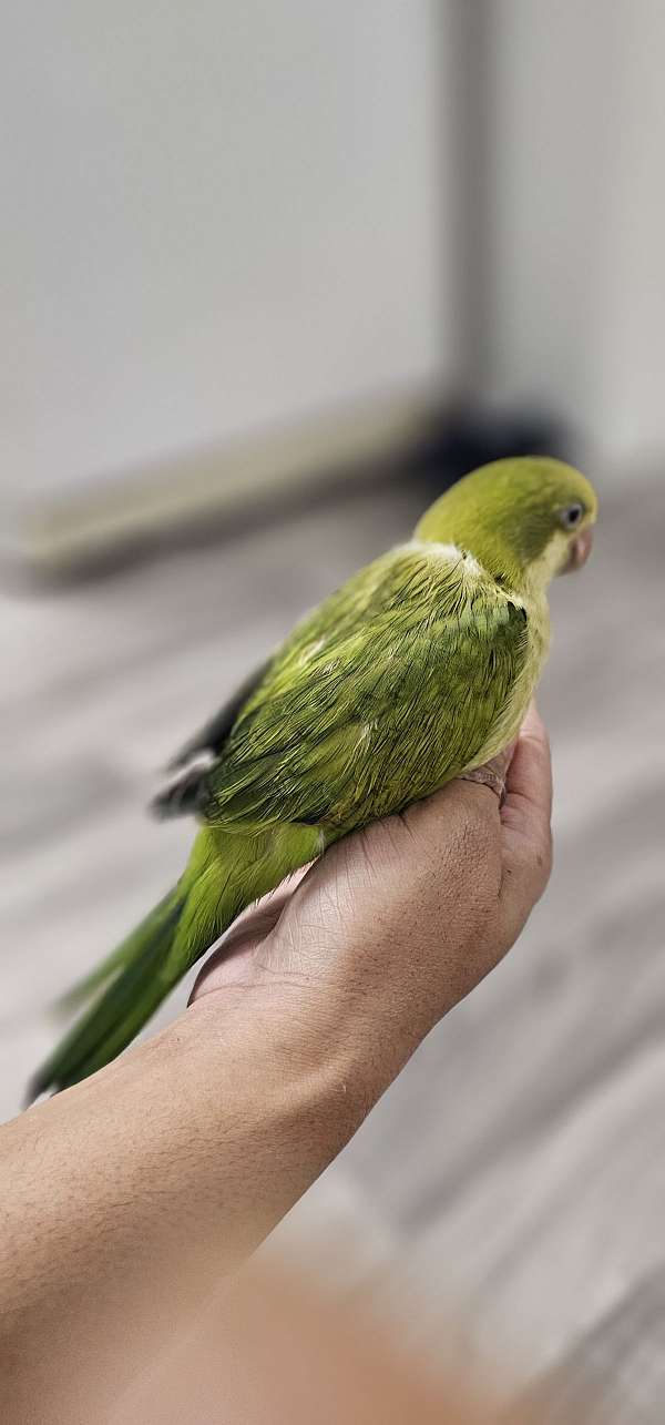 pet-bird-for-sale-in-rowlett-tx