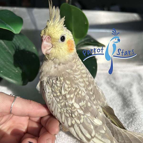 cockatiel-for-sale