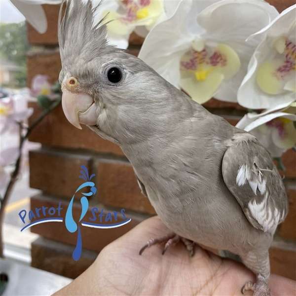 cockatiel-for-sale