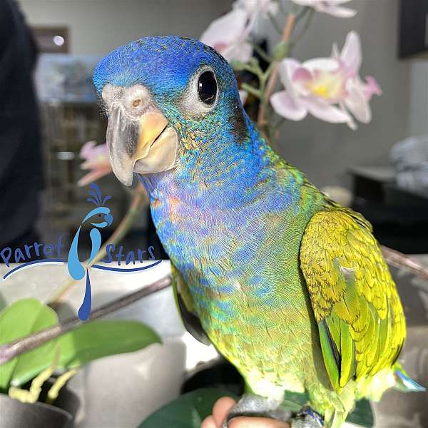 talking-blue-headed-pionus-parrots-for-sale