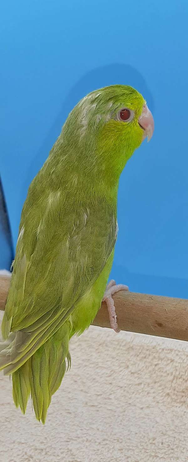 pacific-parrotlet-for-sale