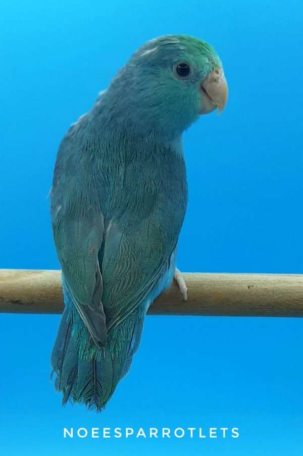 pacific-parrotlet-for-sale-in-new-york-ny