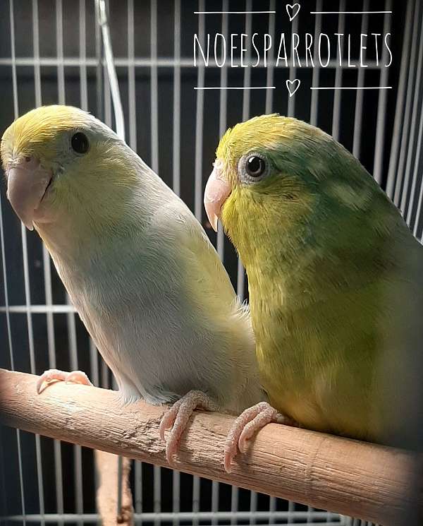 young-pacific-parrotlet-for-sale