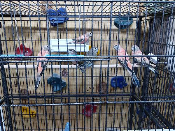 baby-bird-for-sale-in-erie-pa