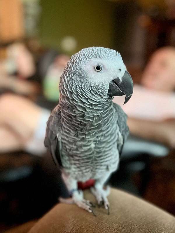 african-grey-parrot-for-sale